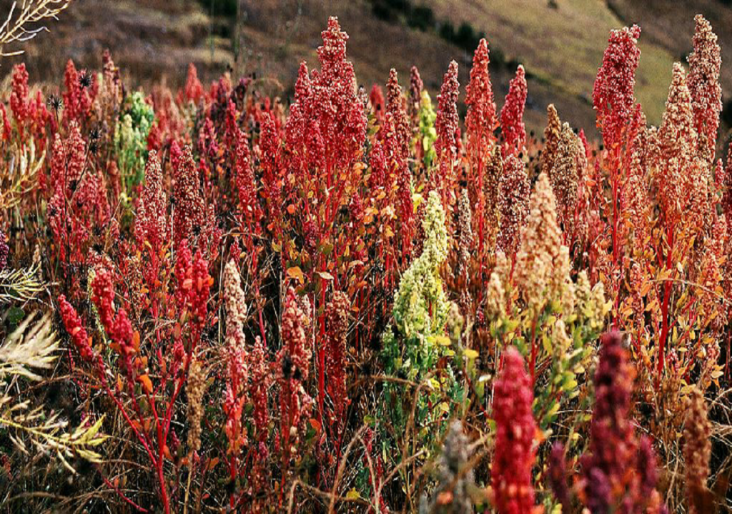 Quinoa health benefits:The Super Grain of the Future an introduction