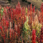 Quinoa health benefits